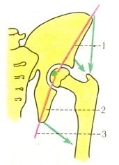 Направлението на силите под действието на мускулите на тазобедрената става при разглеждане на таза във фронталната област.