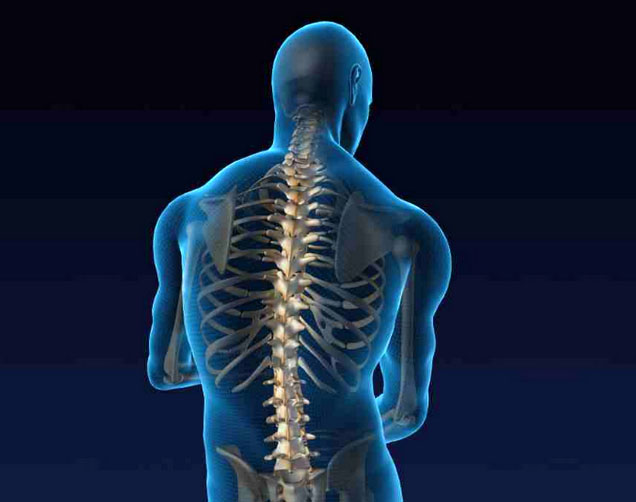 Гръбначният стълб е важен орган в човешкото тяло, който изпълнява важни функции