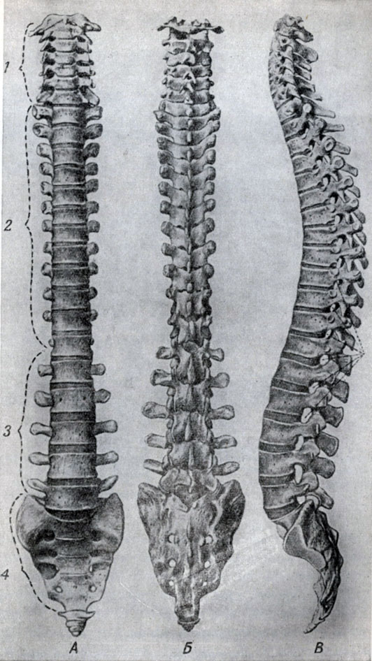 Гръбнакът се състои от шиен, гръден, поясен отдел