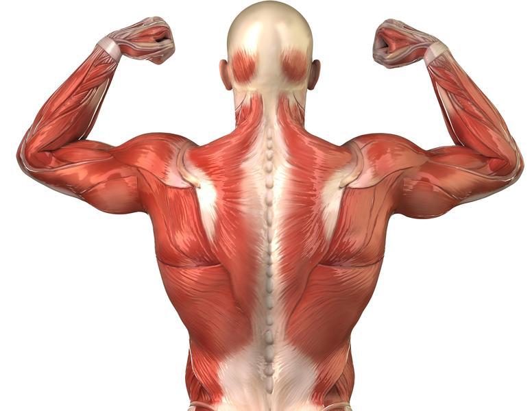 Мускулите около гръбначния стълб участват в процесите на изправяне на тялото на човека