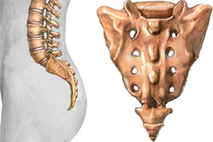 Опашката на гръбнака свързва гръбначния стълб с костите на таза