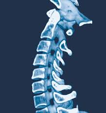 Прешлените на гръбначния стълб са важни части в човешкото тяло