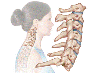 Шиен отдел на гръбначен стълб - най-подвижният отдел на гръбнака, който помага на главата и врата да се движат