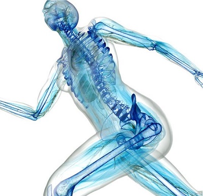 Човешкият скелет е изграден от повече от 200 кости