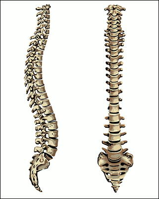 Гръбначният стълб при човека е съставен от прешлени