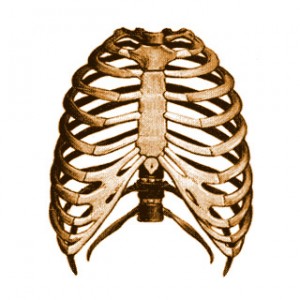 Гръдният кош при човека се поддържа от прешлените на гръбначния стълб