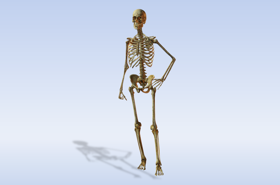 Човешкият скелет има опорно-двигателна функции и участва в обмяната на веществата в организма