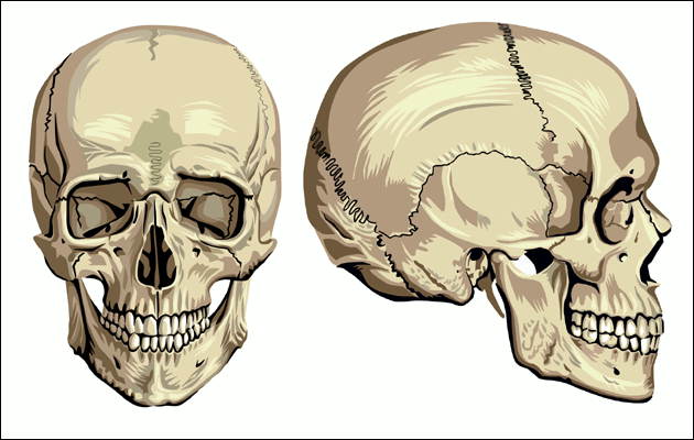 Човешкият череп има два отдела - мозъчен и лицев