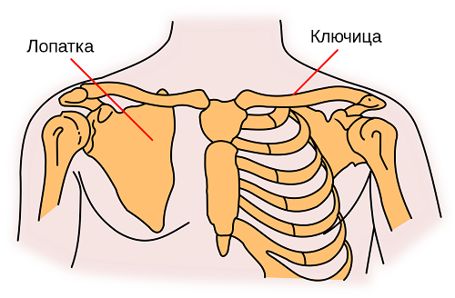 Раменният пояс при човека е съставен от лопатка и ключица, тазовият - от три двойки кости