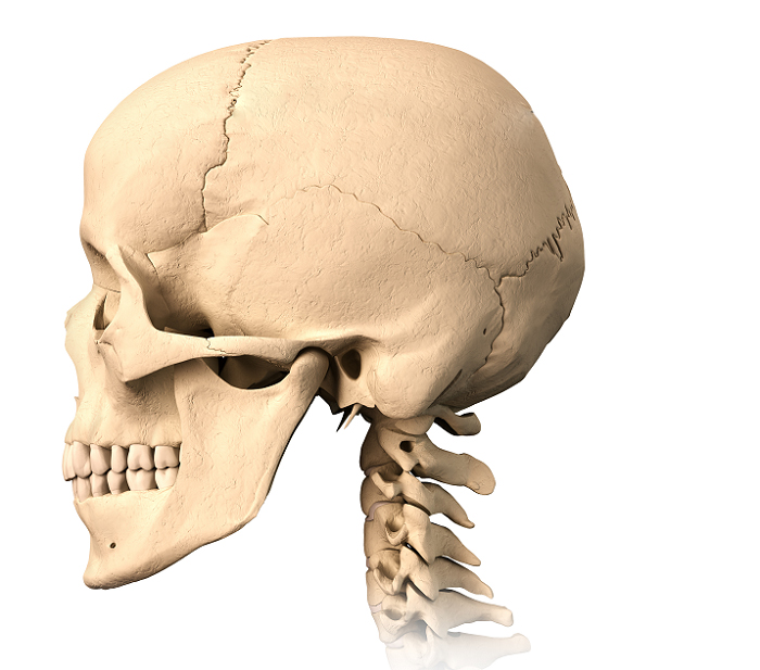 Единственият пример за влакнести стави конци са шевовете (конците) на черепа, където неравните краища на костите са закрепени здраво и се свързват с влакнеста съединителна тъкан, при това не се допуска никакво активно движение. 