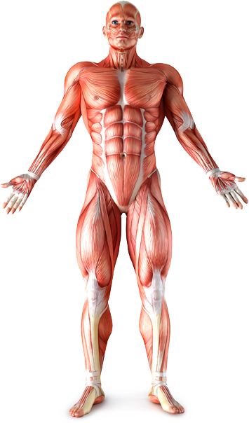 Ставите имат две функции: да съединяват костите и да осигуряват подвижност на твърдите скелетни структури в тялото.