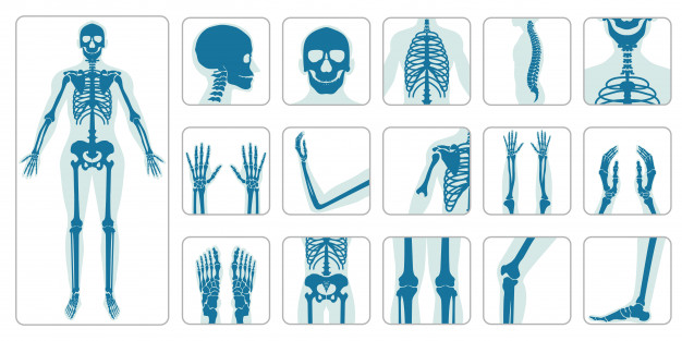 Кости в човешкото тяло