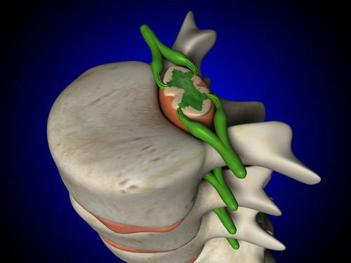 Гръбначният мозък се намира в отворите на прешлените на гръбначния стълб, като започва от врата и завършва преди конската опашка