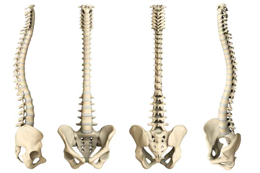 Гръбначният стълб на човека има точните извивки в S образна форма, за да изпълнява всички функции правилно.