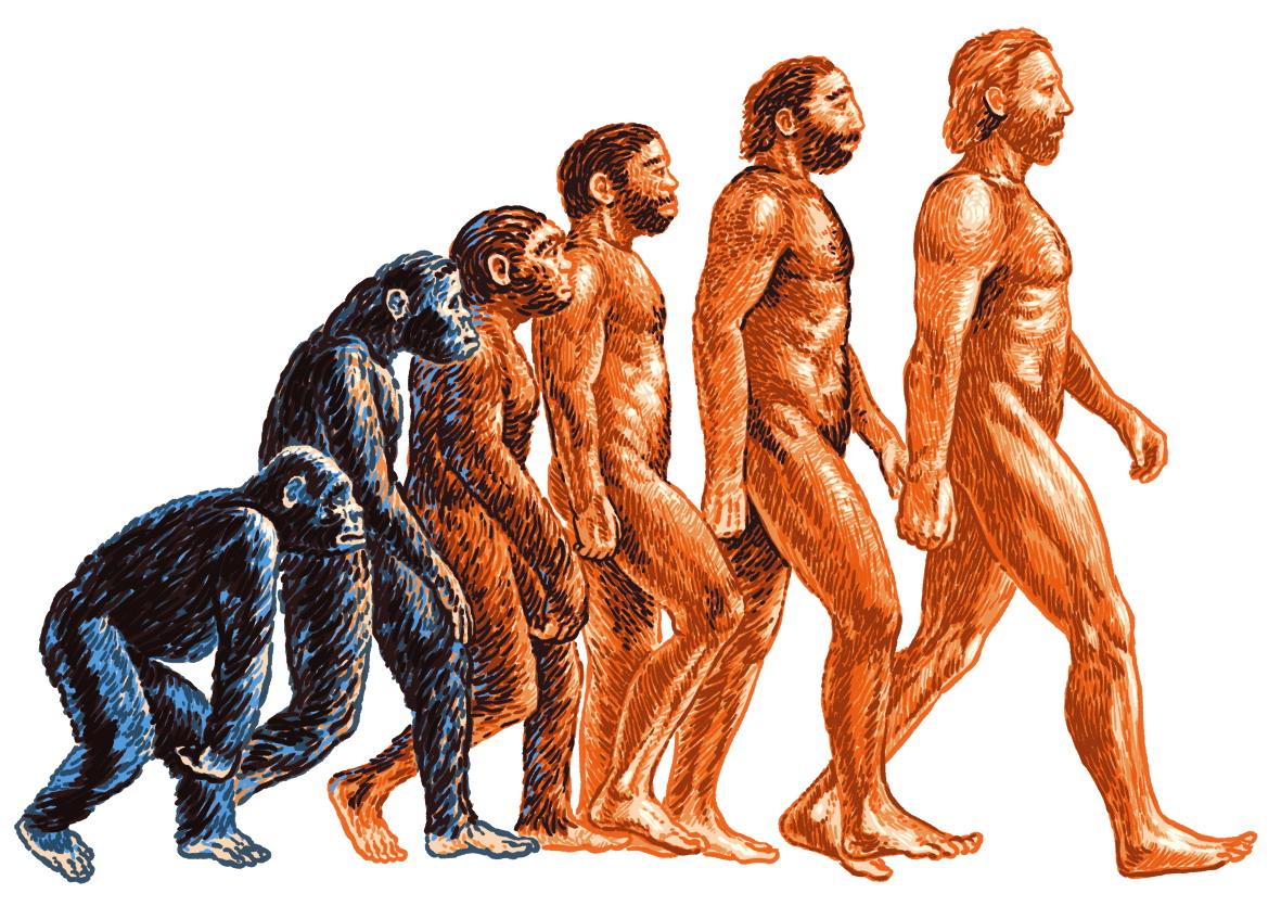 Еволюция в строежа на опорно-двигателната система на човека - походка, ходене на два крака.